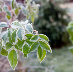 The first frosts. The leaves of rose bushes, fringed with the white frost, macro.
