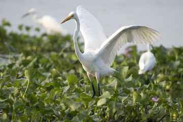 Egret Landing