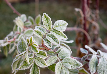 The first frosts. The leaves of rose bushes, fringed with the white frost, macro.
