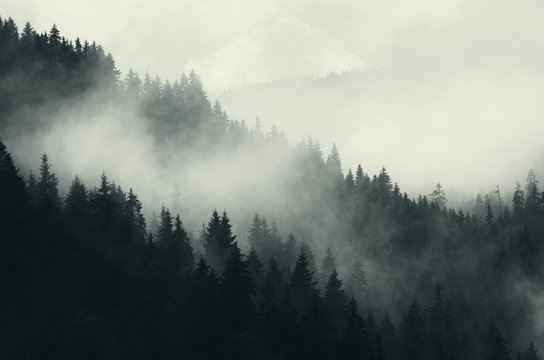 dark forest and mountains, foggy landscape