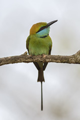 Little Green Bee-eater - Merops orientalis, Sri Lanka