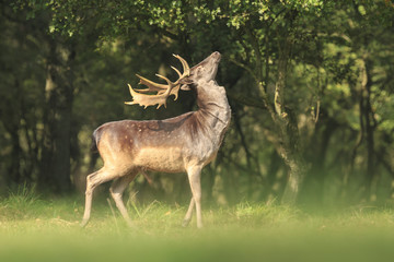 Obraz na płótnie Canvas Proud Fallow Deer stag, Dama Dama, in a green forest