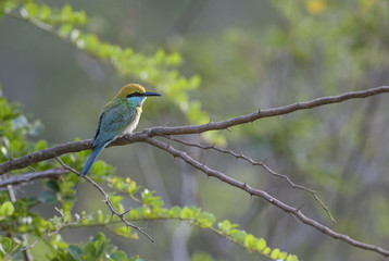 Little Green Bee-eater - Merops orientalis, Sri Lanka