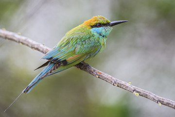 Little Green Bee-eater - Merops orientalis, Sri Lanka