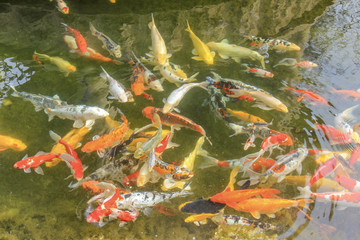 Koi, Cyprinus carpio haematopterus, the beautiful colorful ornamental carp, a product of spontaneous genetic mutation of the common carp - Sao Paulo, SP, Brazil- March 26, 2016