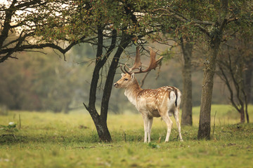 Naklejka na ściany i meble Young Fallow deer buck, Dama Dama, with small antlers walking through a dark forest during Fall season.