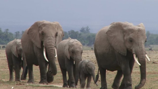 Elephants walks in a line past the camera at close range.