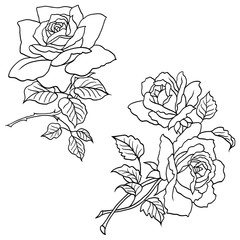 Hand drawn roses flowers vector set