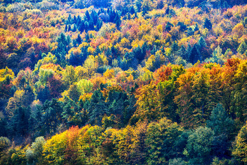 Fototapeta na wymiar beautiful colorful forest in the fall