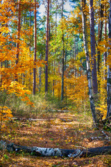 Fototapeta premium Fallen birch trees on autumn forest path