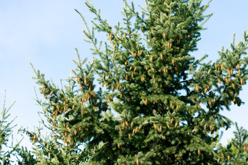 Fototapeta na wymiar blooming fir-tree with cones in spring against the blue sky