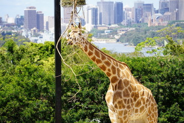 Obraz premium キリン