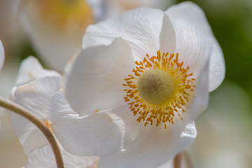 Fototapeta na wymiar White Ranunculus flower or Buttercup, selective focus.