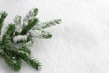 Green fir branches on snow background.