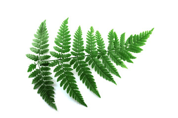 green fern leaf isolated on white background.