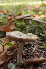Pilz