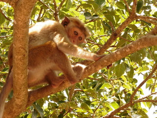 Fototapeta premium Singe dans un arbre