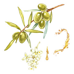 Set Watercolor realistic illustration of green olives branch and flowers isolated on white background. Drops and splashes of olive oil. Watercolor and botanical illustration.