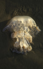 large slippery jellyfish lying on the beach beached sea wave