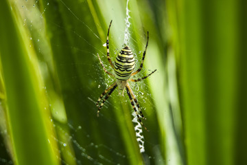 Wasp spider on a green background