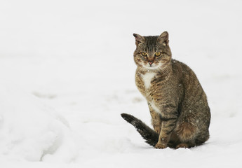 striped domestic cat is walking on the street in winter snow
