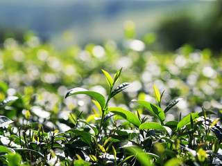 Obraz premium fresh green juicy leaves of tea growing on the mountain Sunny slope