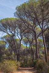 Fototapeta na wymiar The country road through a pine forest in the tuscan region Maremma in sunny day, Italy