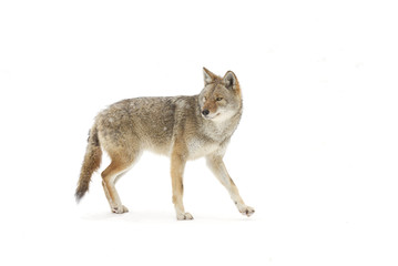A lone Coyote isolated against a white background standing in the winter snow in Canada