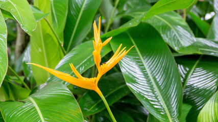 Bird of Paradise flowers and leaves in a garden.
