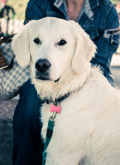 Golden Retriever Hund, draußen