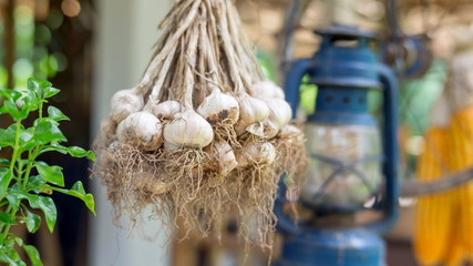 Garlic hangs on the terrace in a countryside home.