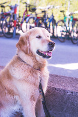 Golden Retriever Hund, draußen