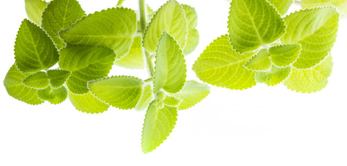 Indian borage, Plectranthus amboinicus - healthy plant