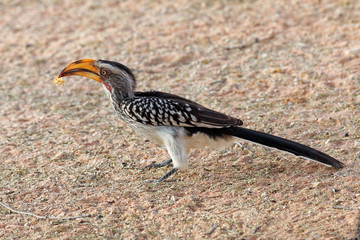 Südlicher Gelbschnabeltoko