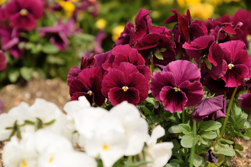 Pansy - Viola x wittrockiana.


