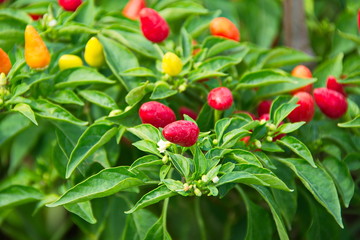 Garden Chilli