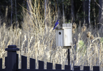 Blue bird on house