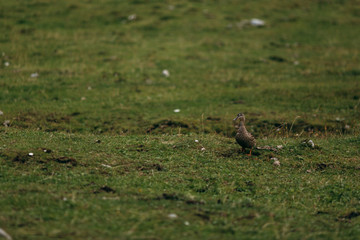 Duck in the mountains 