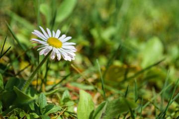 Single daisy on blurred green grass background - horizontal photo, wallpaper.