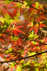 Autumnal foliage of ornamental Maple tree