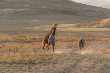 Fototapeta na wymiar Wild Horses Fighting int he Utah Desert