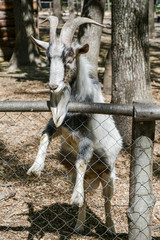 The goat with big horns jumped into the fence at the zoo.