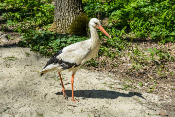 Stork walks along the sand against the background of greenery.
