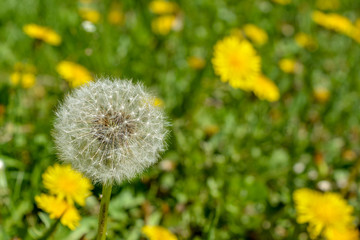 A blooming dandelion against the background of flowering flowers.