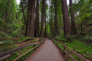 Obraz premium Pathway through Muir Woods National Monument 