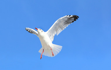 seagull flying in the blue sky