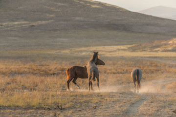 Wild Horses Fighting int he Utah Desert