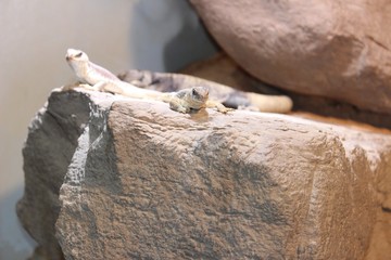 Geckos auf einem Felsen