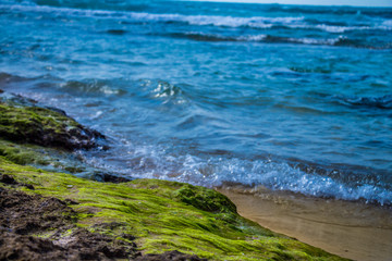 Fototapeta na wymiar Green algae on a rock on coastline of the blue sea