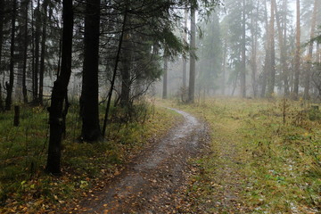 Fototapeta na wymiar Туман в лесу